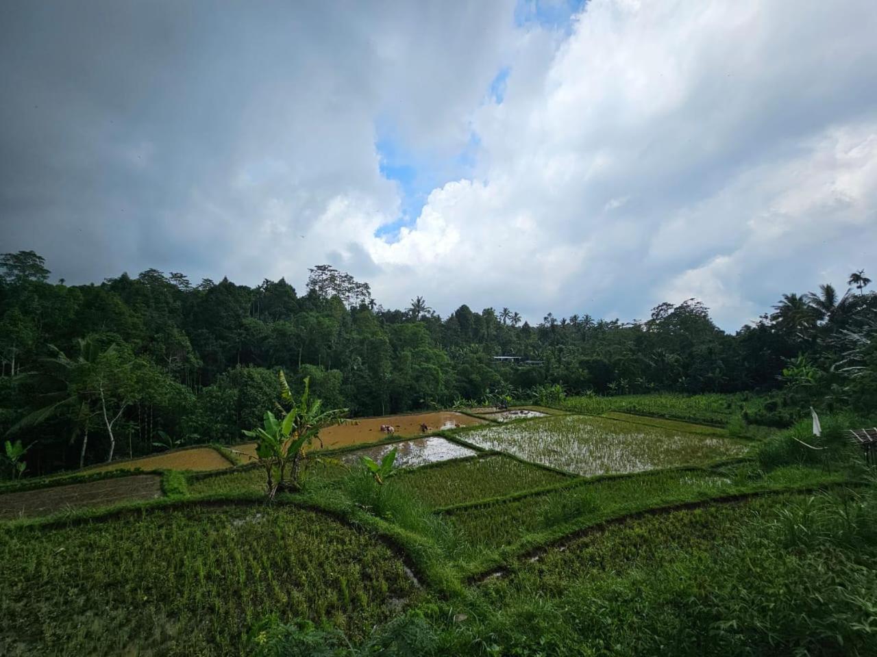 Avocado Homestay เตเตบาตู ภายนอก รูปภาพ