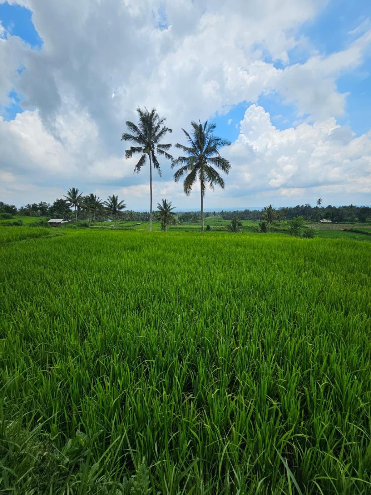 Avocado Homestay เตเตบาตู ภายนอก รูปภาพ